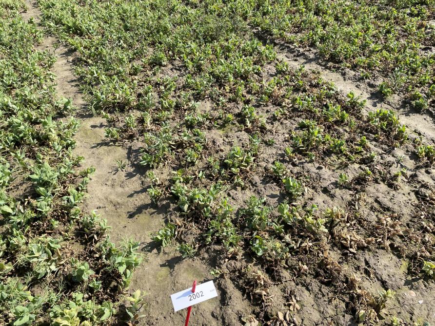 Anthracnose bij wintererwten vollevelds.