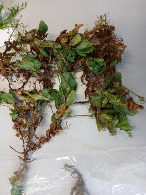 Anthracnose bij wintererwten. Detailbeeld.