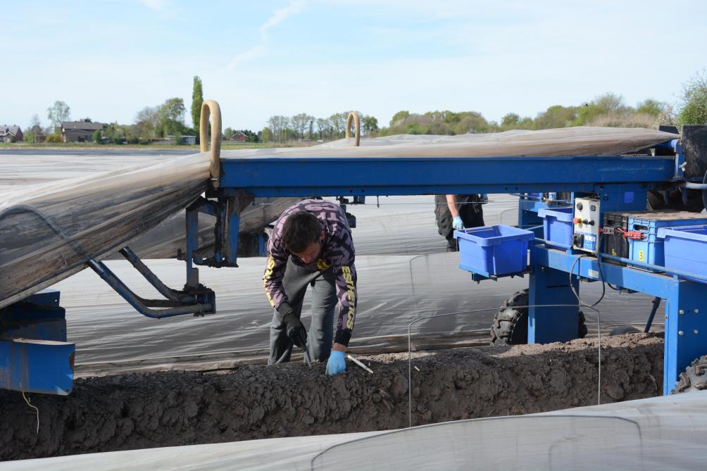 Bij de oogst worden machines gebruikt die de plastic opheffen, waardoor de asperges makkelijker  kunnen worden gestoken.