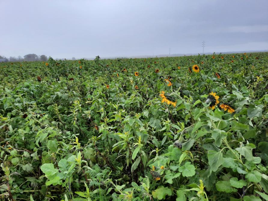 Luc zaait verschillende soorten groenbedekker uit om planten met verschillende worteltypes te hebben, om de stikstof optimaal vast te leggen.