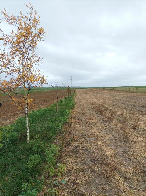 Luc Hayois legde ook een agroforestryperceel aan.