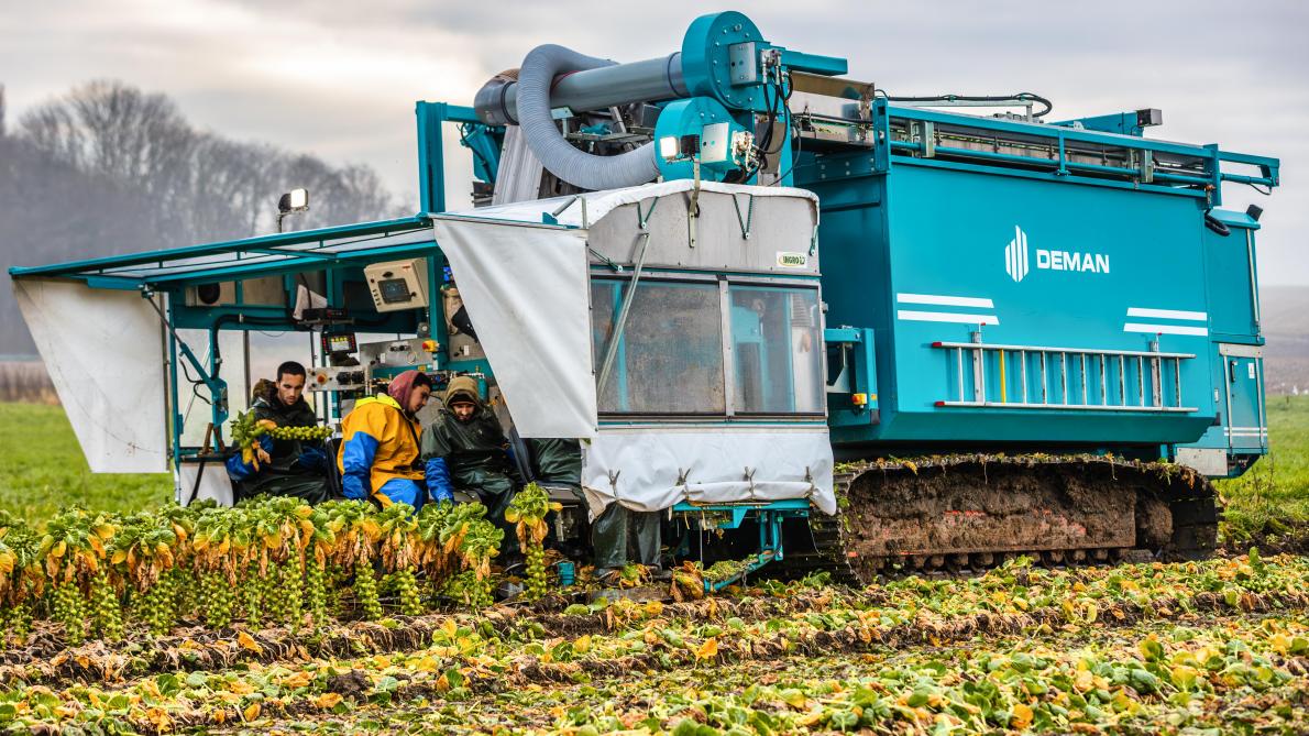 Pieter Jan Deman van constructiebedrijf Deman uit Passendale adviseerde om de plukkop van de oogstmachine zo goed mogelijk af te stellen om verliezen te beperken.