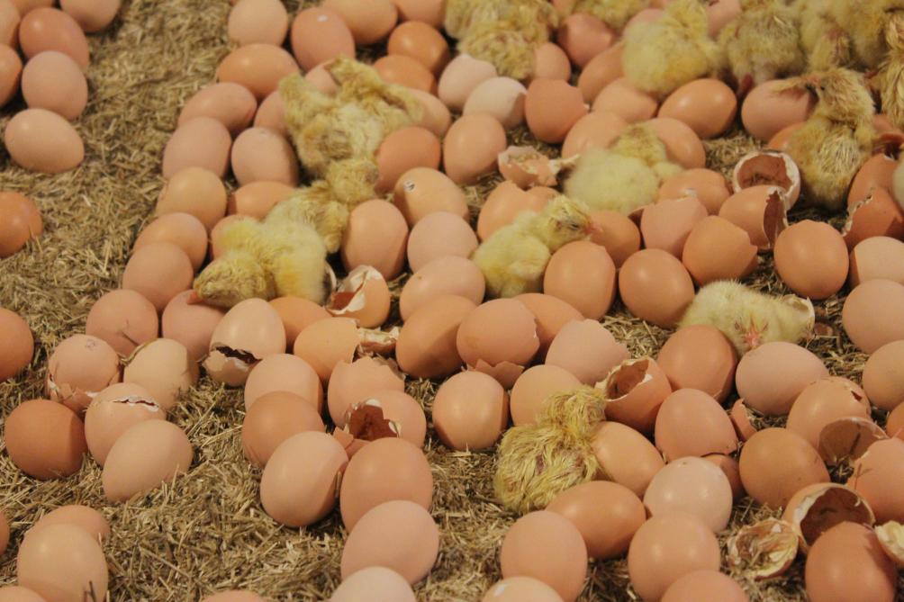 Bij de nestborn- of farm hatched-techniek komen de vleeskuikens in de kippenstal uit het ei.