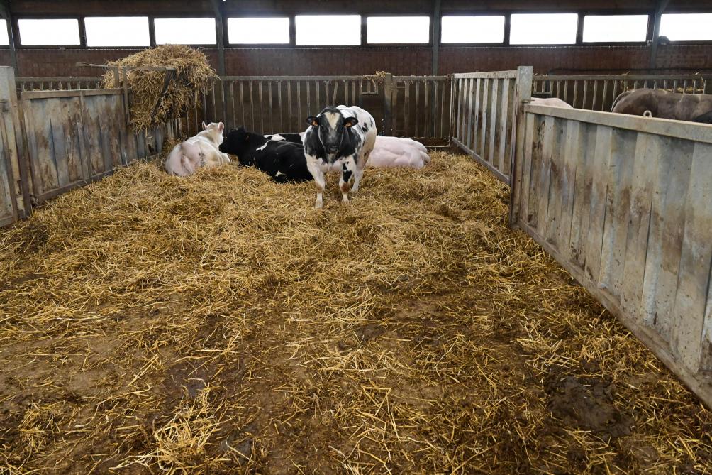In Ath worden de dieren gevoederd met krachtvoer en met stro naar believen.