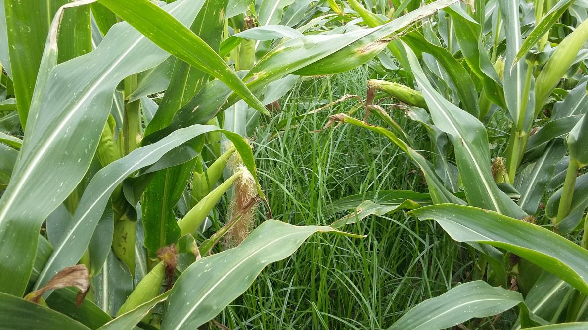 Knolcyperus niet bestrijden is geen optie!