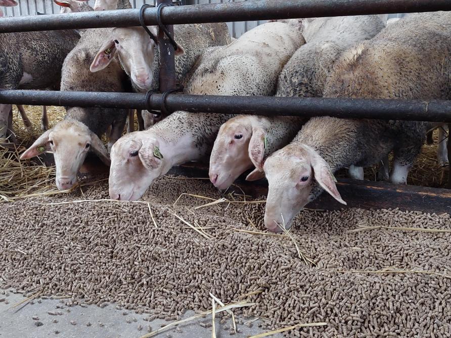 De belangrijkste kostenposten voor de schapenhouder in Nederland zijn voeder, huisvesting en gezondheidszorg.