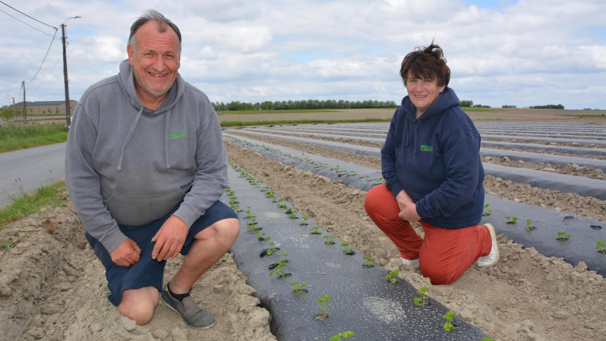 Ivan en Kathleen telen onder meer peterselie op zwarte plastic met T-tape.
