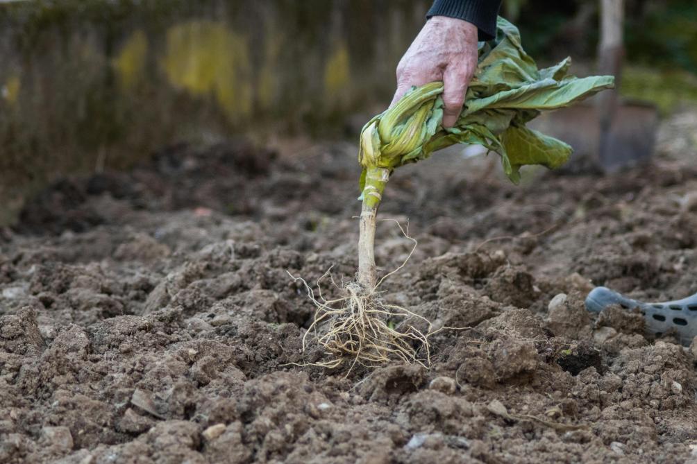 Land- en tuinbouwers kunnen het gezuiverde afvalwater van Danone gebruiken voor de irrigatie van hun gewassen.