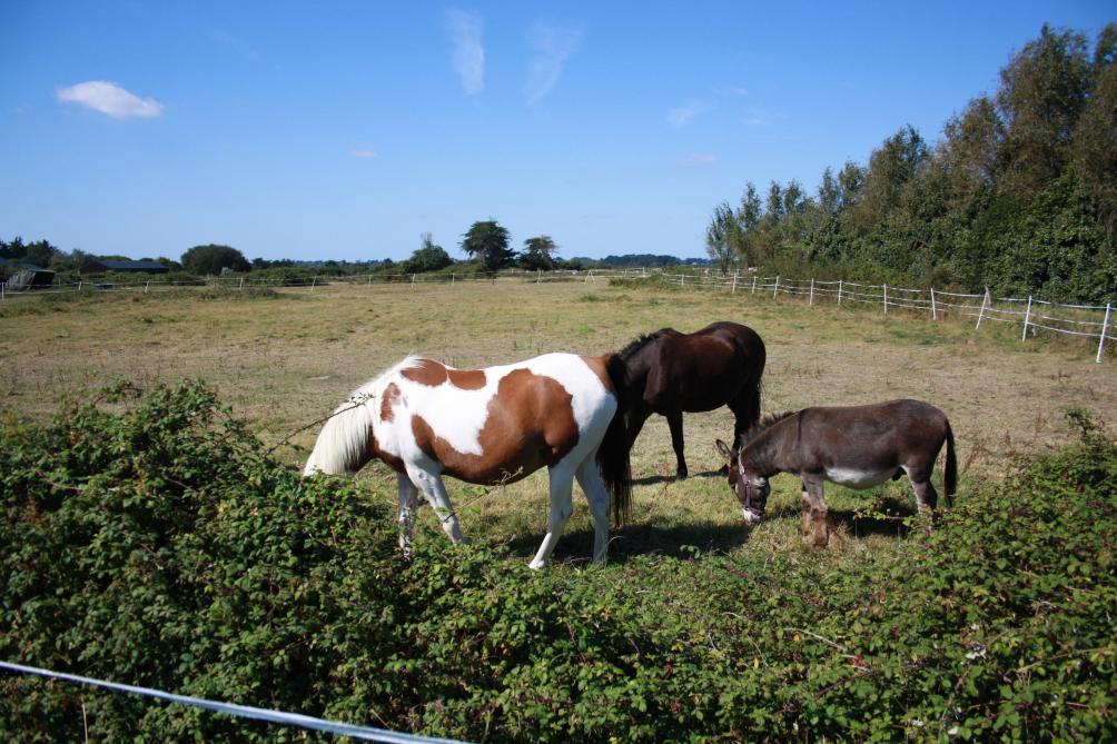 Een ezel went snel aan het gezelschap van pony’s. Een schrale weide is een must.