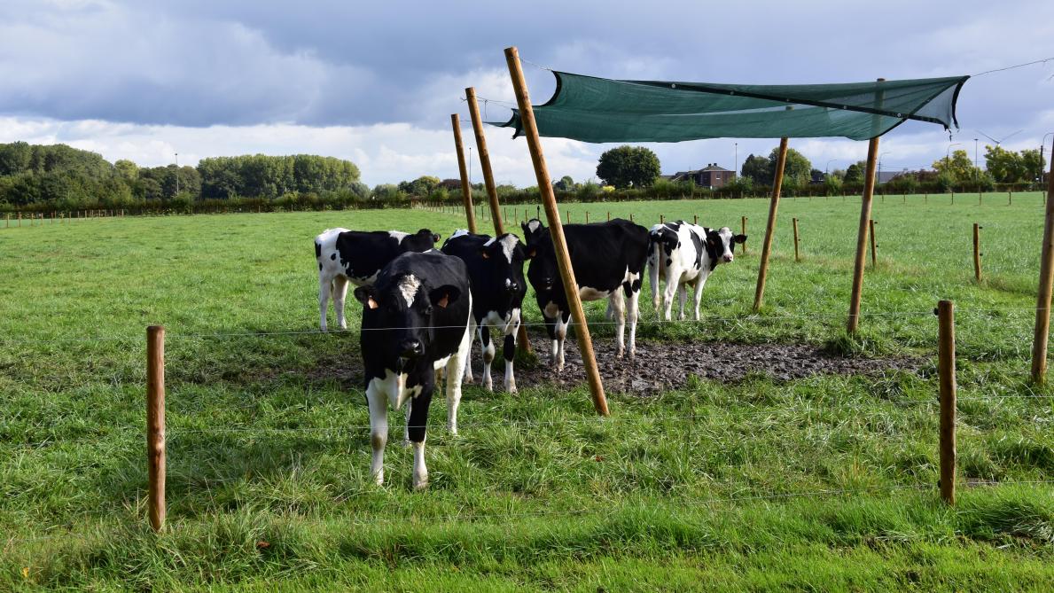 Schuilhokken, parasols of afdakjes kunnen snel geplaatst worden.
