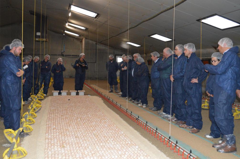 De groep van Vlaamse parlementsleden mocht ter plaatse ervaren wat de voor- en nadelen zijn van kuikens die in de stal uitkomen.