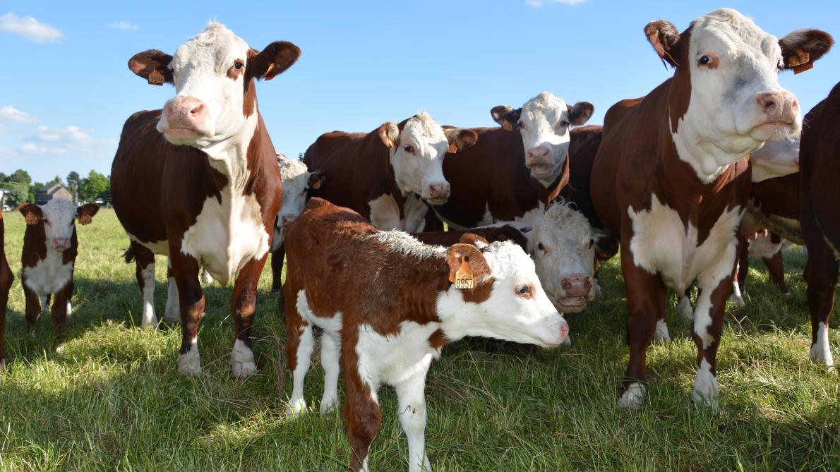 Het bedrijf heeft een 60-tal stuks Hereford-runderen, waarvan het vlees gemarmerd, smaakvol en supermals is.