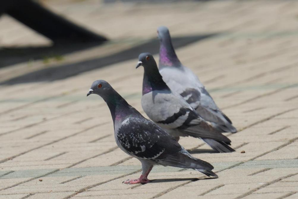 Er was eerder deze maand een uitbraak met Newcastle disease bij hobbyduiven in Nederland.