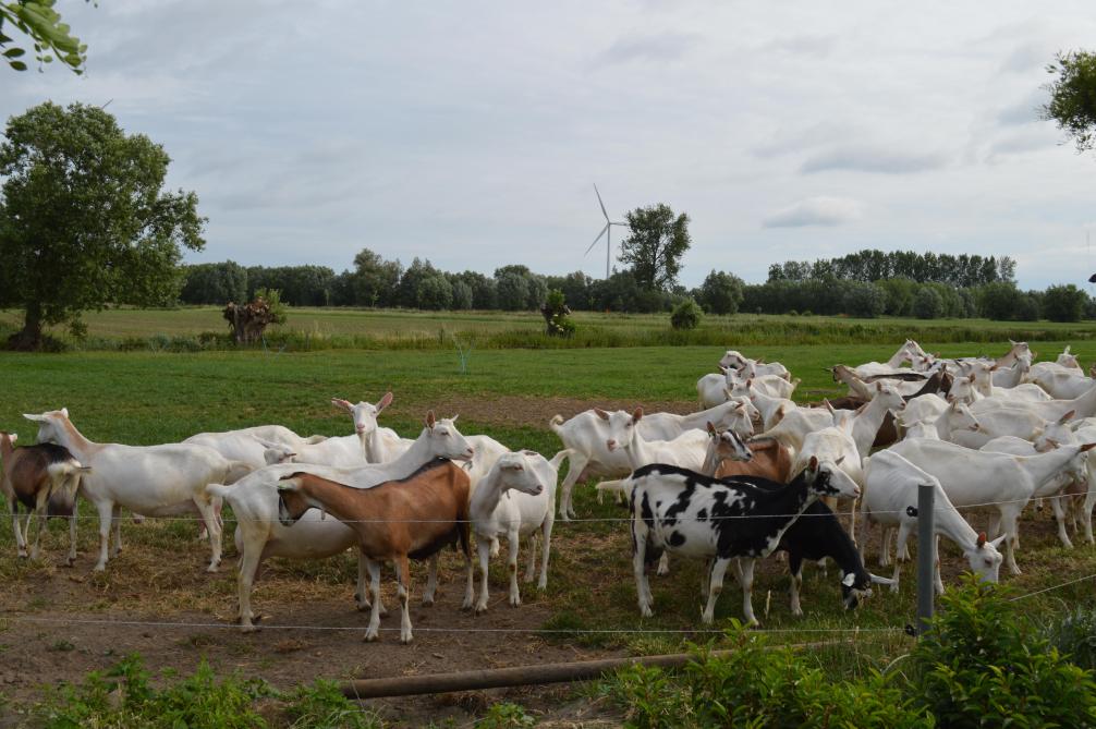 Alle geitenmelk, zowat 220.000 liter per jaar, wordt in de eigen kaasmakerij verwerkt tot rauwmelkse kaas.