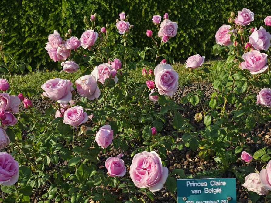 Rosa ‘Princess Claire van België’: een sterke, gezonde tuinroos met grote trossen gevulde tot halfgevulde, zachtroze geurende bloemen.