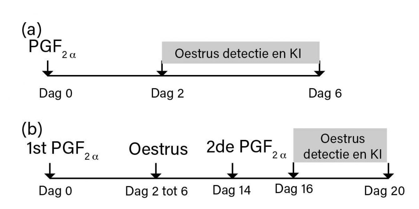Figuur 1: Synchronisatie van oestrus met PGF2α: (a) Enkelvoudig PGF2α-programma. (b) Dubbel PGF2α-programma.