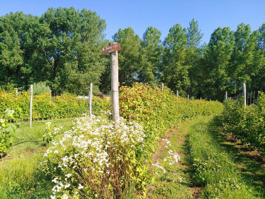 Technieken uit de agro-ecologie en voedselbossen kunnen volgens Louis De Jaeger ook perfect in de klassieke akkerbouw.