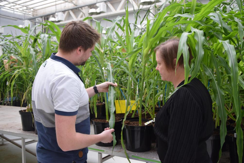 Timothy Villers en Hilde Nelissen in de serres van het Vlaams Instituut voor Biotechnologie (VIB). Volgend jaar sturen zij 24 maïszaadjes naar het ISS.