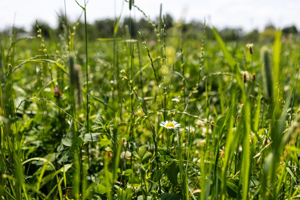 Productief kruidenrijk grasland is een meerjarige mengteelt van verschillende soorten grassen, vlinderbloemigen en kruiden.