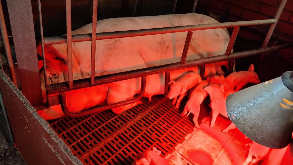 Wordt de temperatuur in de kraamstal te hoog, schakel dan de vloerverwarming en/of warmtelampen sneller uit.