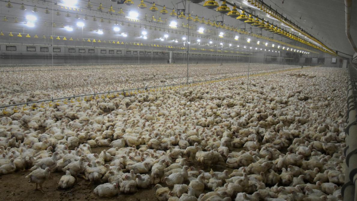 Bij een hogere omgevingstemperatuur is er meer sterfte, vooral bij vleeskippen.