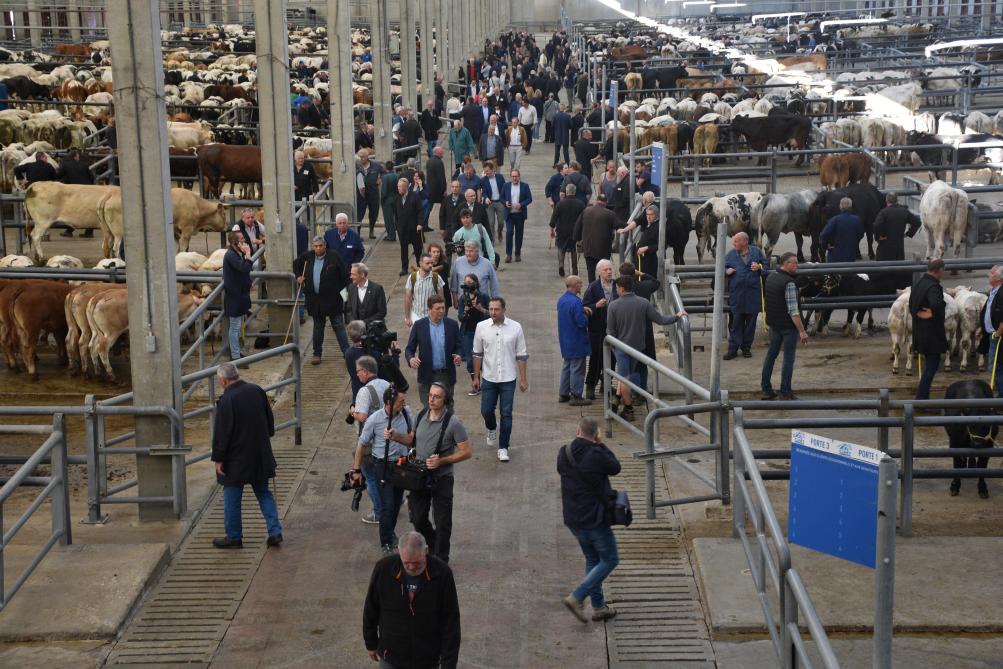 De veemarkt van Ciney vormt het hart van de vleesveehouderij.