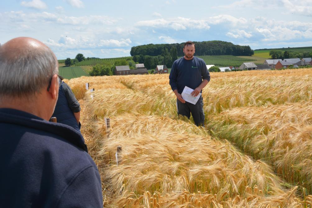 Wim Schueremans van Praktijkpunt Landbouw Vlaams-Brabant gaf toelichting bij5 nieuwe wintergerstrassen en bij enkele andere opvallende variëteiten.