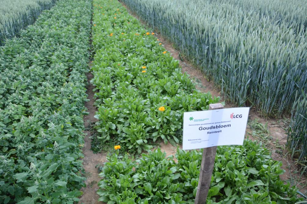 Nieuwe teelten quinoa (links op de foto) en goudsbloem (rechts) kunnen voor  bepaalde landbouwers een optie zijn.