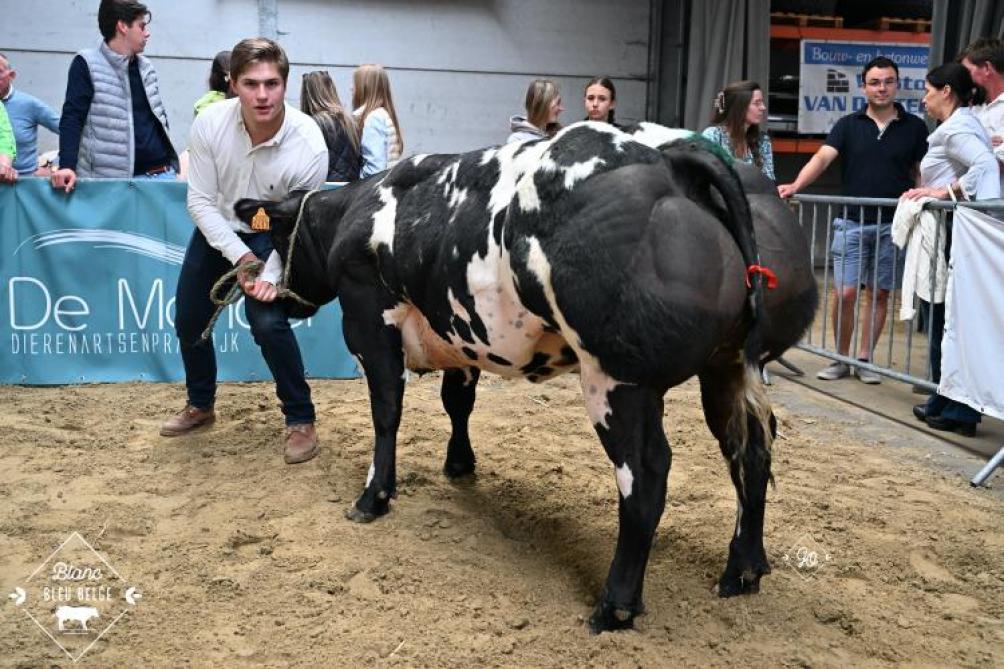 Venus van de Pannemeers (Futé), kampioene bij de vaarzen van Filip Ally (Tielt).
