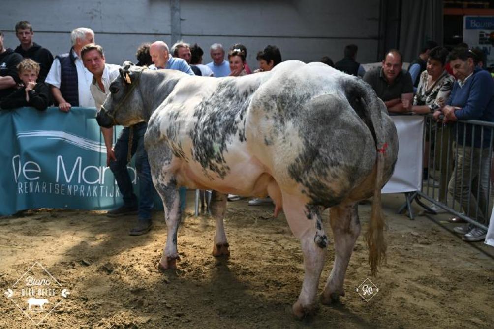 Topje van de Pannemeers (Domino), kampioene bij de koeien van Filip Ally (Tielt).