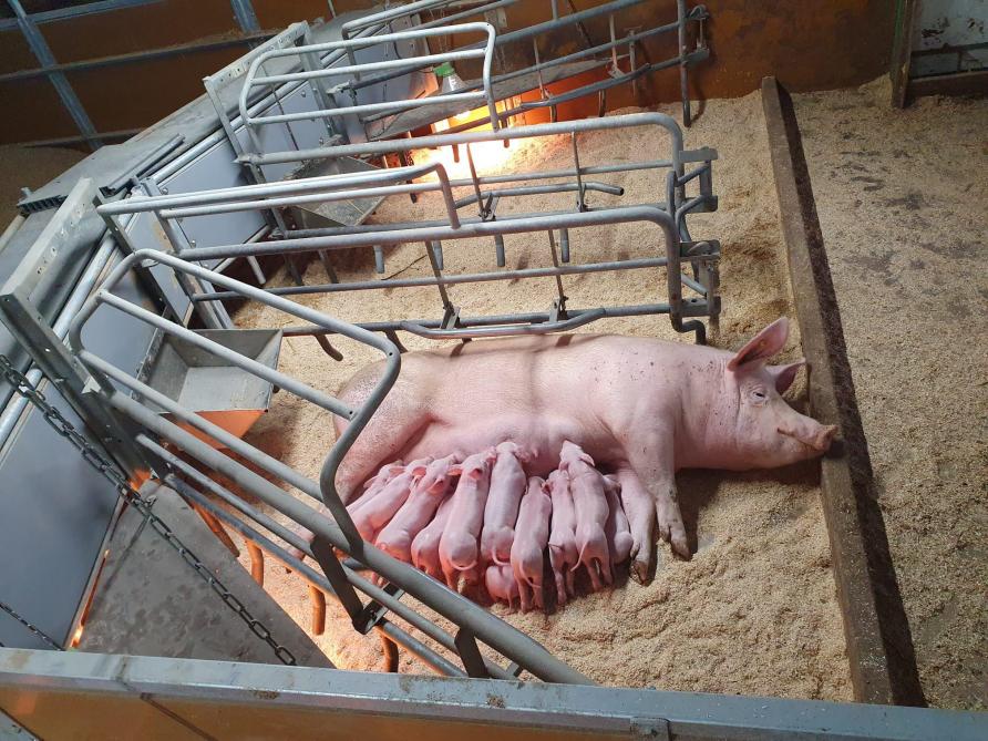 De zeugen liggen in het Zonvarken-concept per 2, met hun biggen in één hok. De biggen van deze 2 zeugen groeien dus gezamenlijk op.