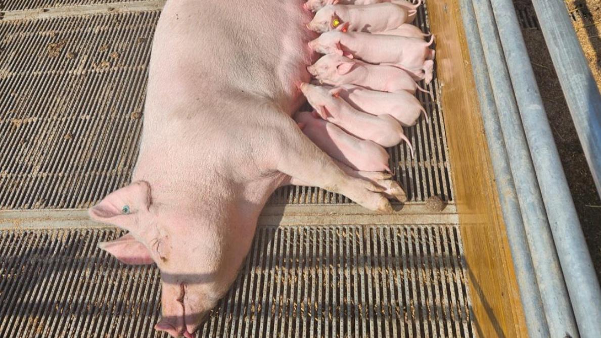 De dieren hebben ook een buitenverblijf van maar liefst 28 m 2 . De biggen blijven 8 weken bij hun moeder.