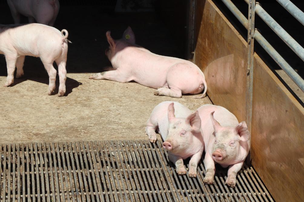 De biggen blijven gezamenlijk in het vrijloopkraamhok tot ze slachtrijp zijn.