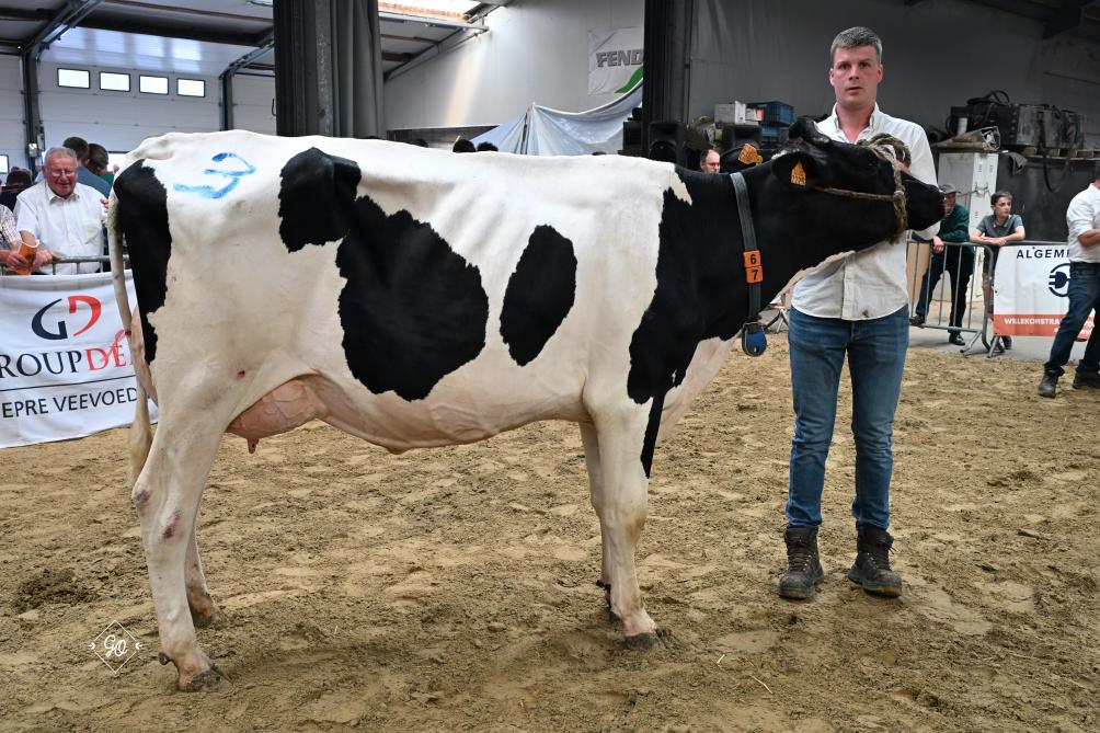 De rubriek ‘gekalfde vaarzen’ werd gewonnen door Suze van Geert Van der Meulen.