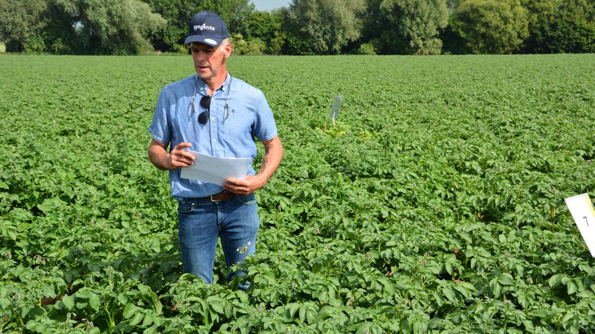 “Bij aardappelen combineren Evagio Forte en Pesonia Forte de actieve stoffen mandipropamid en amisulbrom om het loof en de knollen te beschermen tegen phytophthora”, legt Christian Walravens uit.