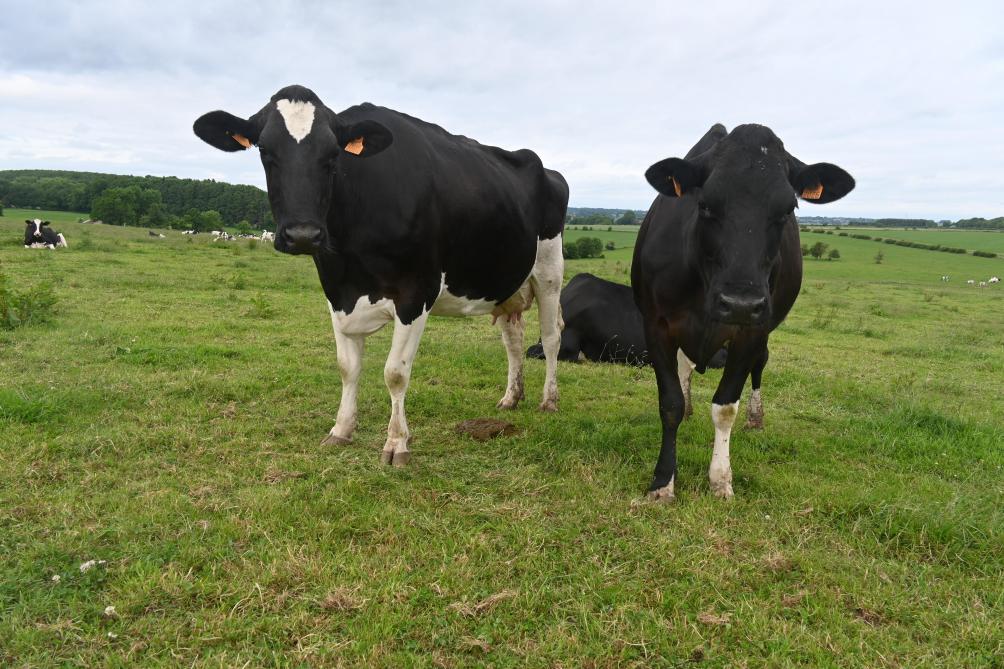 De boerderij heeft 400 stuks vee, waarvan twee derde Belgisch Blauw en een derde Holsteins, waaraan de Bierwagyu is toegevoegd.