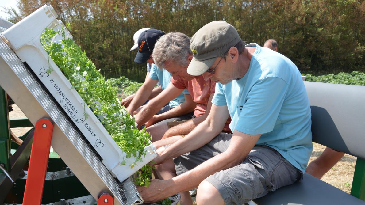 Ondanks de droogte kan mulch voor een stabielere opbrengst zorgen bij selder en (zoals hier) knolselder.