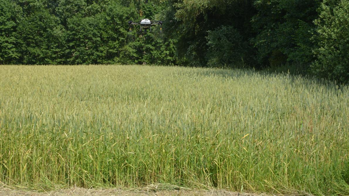 In een biostimulantentoepassing werd een drone ingezet voor een plaatsspecifieke bespuiting.