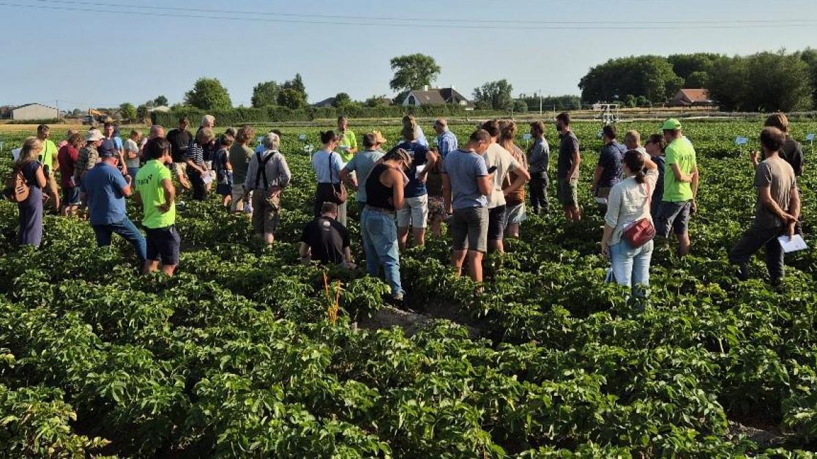 Bij de aardappelen kwam onder meer de rassenproef en de beheersing van de coloradokever aan bod.