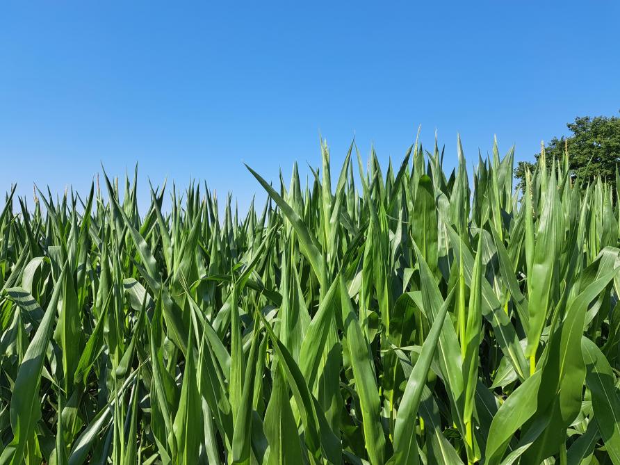 Gekrulde bladeren tonen aan dat er op maïspercelen droogtestress heerst.