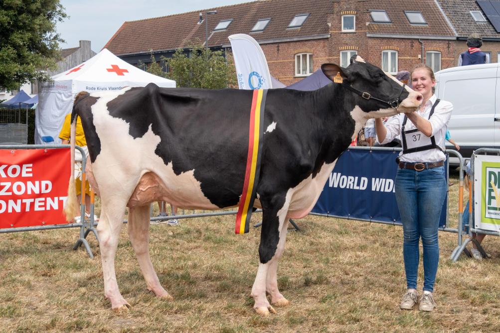 Toverstokje werd kampioene bij  de ZB gekalfde vaarzen.