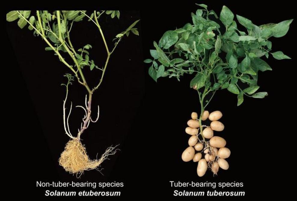 Aardappelplanten zonder en met knol.
