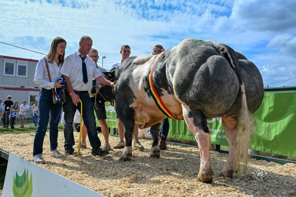 Kampioen bij de stieren, Caribou  de la Cleuzeur, van Guy Vanderbecq uit Thieu.