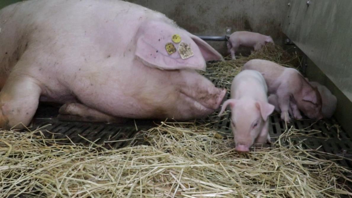 Stro als verrijkingsmateriaal voor zeug én biggen in vrijloopkraamhok.