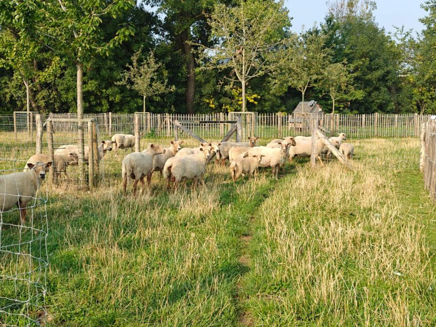 Een groepje Lakense schapen