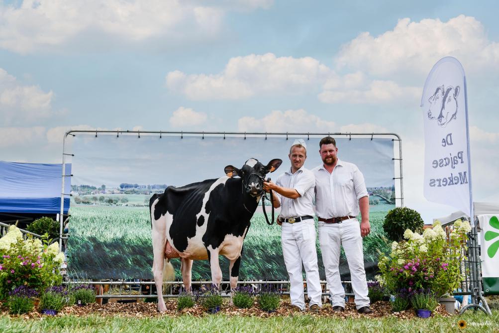 Doris werd kampioene bij de gekalfde vaarzen.