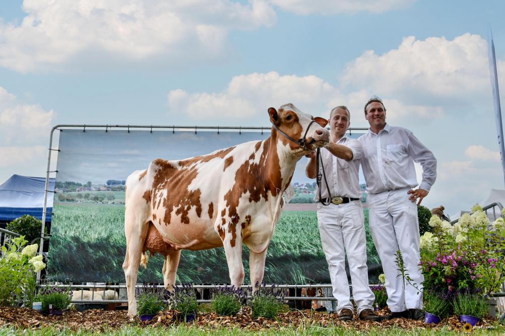 Silou van het Zomerbloemhof werd kampioene roodbont bij de jonge koeien.