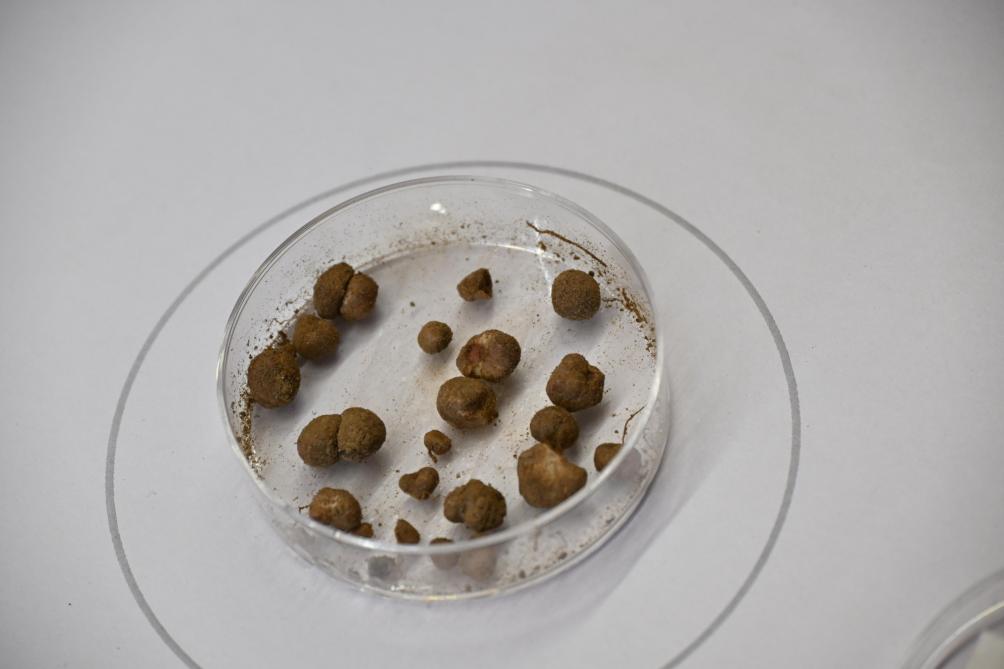 Sojaplanten gaan in hun wortelzone samenwerken met bodembacteriën. Ze vormen deze wortelknolletjes of nodules waarmee ze hun voeding (stikstof) uit de lucht kunnen opnemen.
