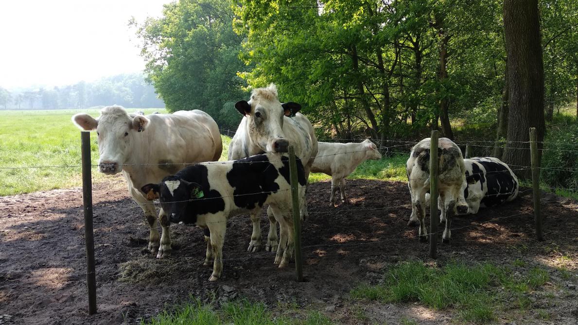 Hittestress heeft langdurige effecten die merkbaar zijn bij de moeder zowel als bij de vaarzen die op dat moment nog in de baarmoeder zitten.