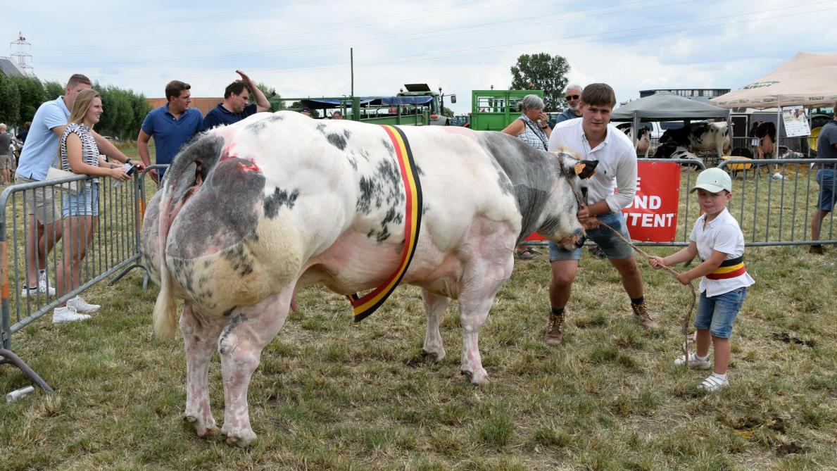 Suus de Mahoney (Darko) van Tiemen en Jarich Cocquyt uit Pittem werd kampioene bij de koeien.